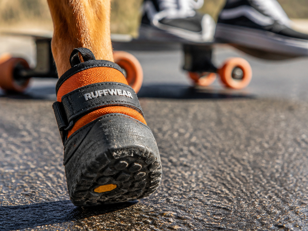 Dog wearing protective boots on hot pavement while longboarding with owner